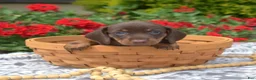 Miniature Dachshund dogs for sale: Luna - Ad 6