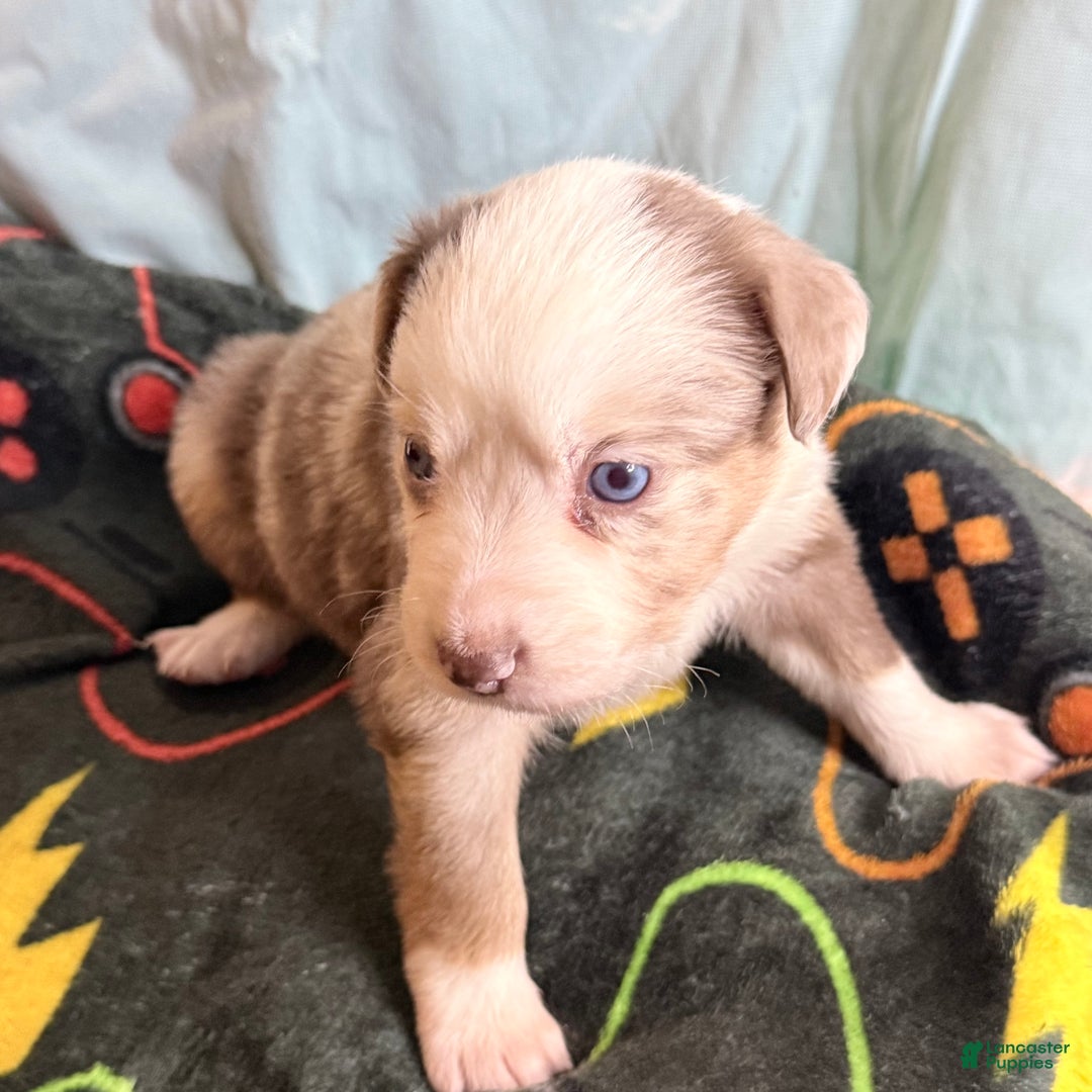 Mixed Breed dogs for sale: Prince  - Ad 4