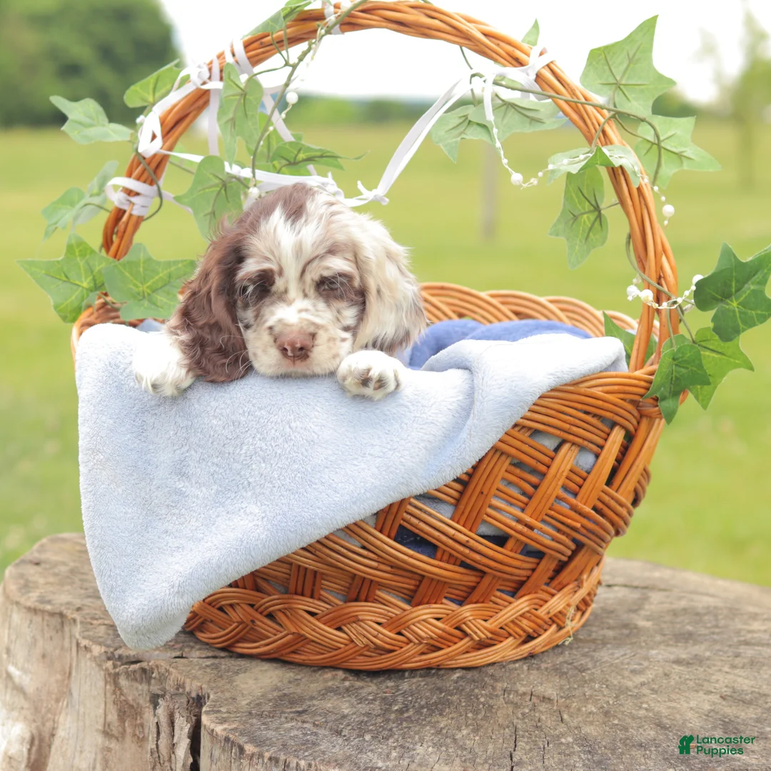 Cocker Spaniel dogs for sale: Axle - Ad 2