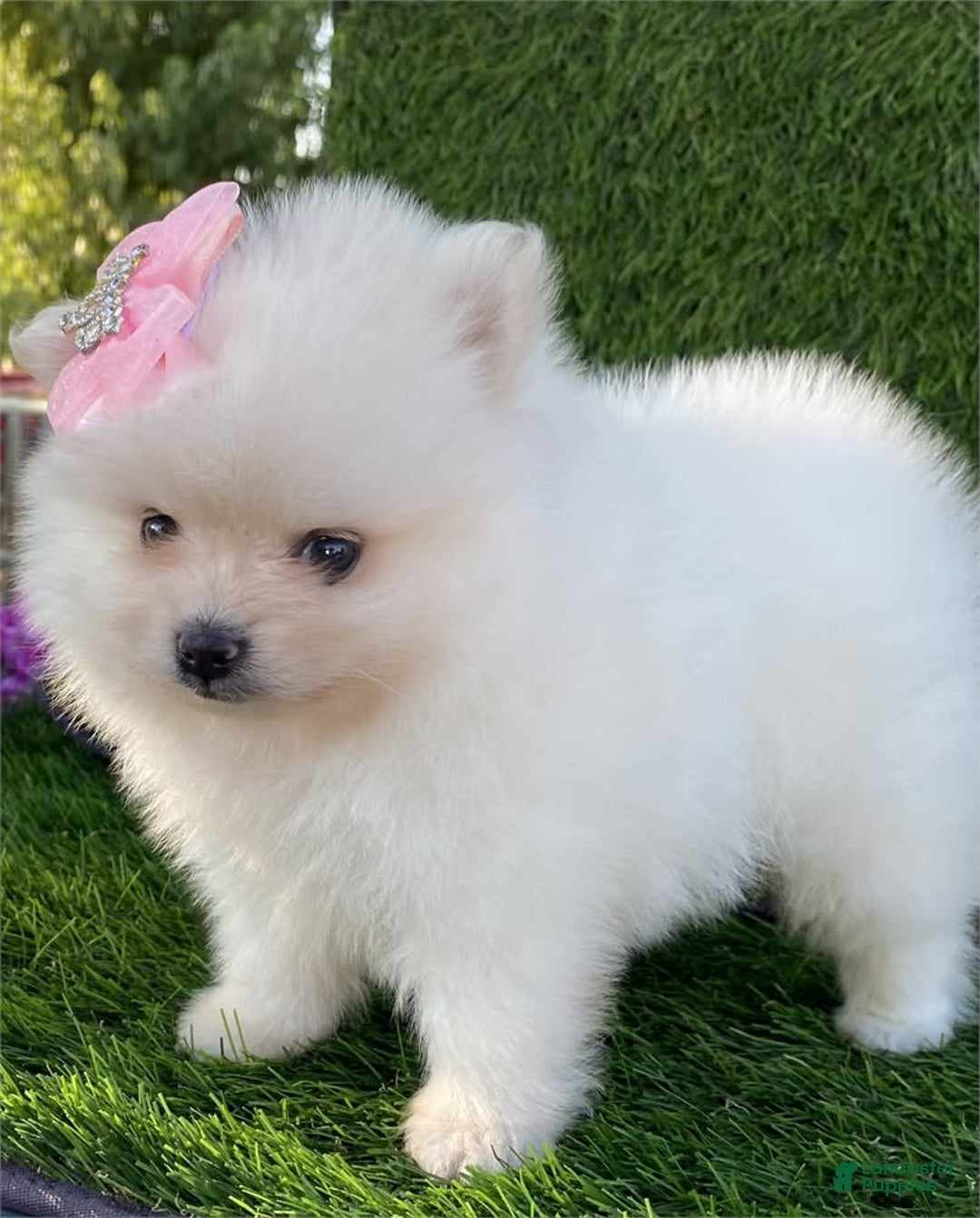 Puppies Pombeach Pomeranians Months Old Small Pomeranian Dog