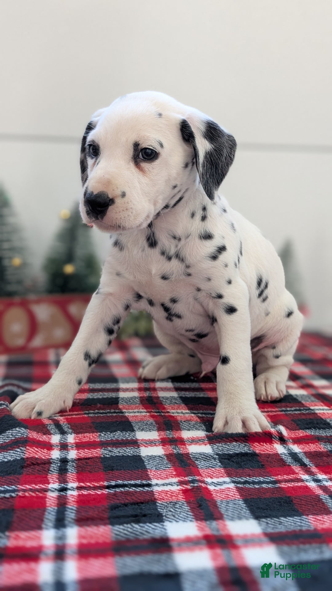 Dalmatian dogs for sale: Barney - Ad 7