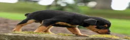 Miniature Pinscher dogs for sale: ALEX - Ad 5