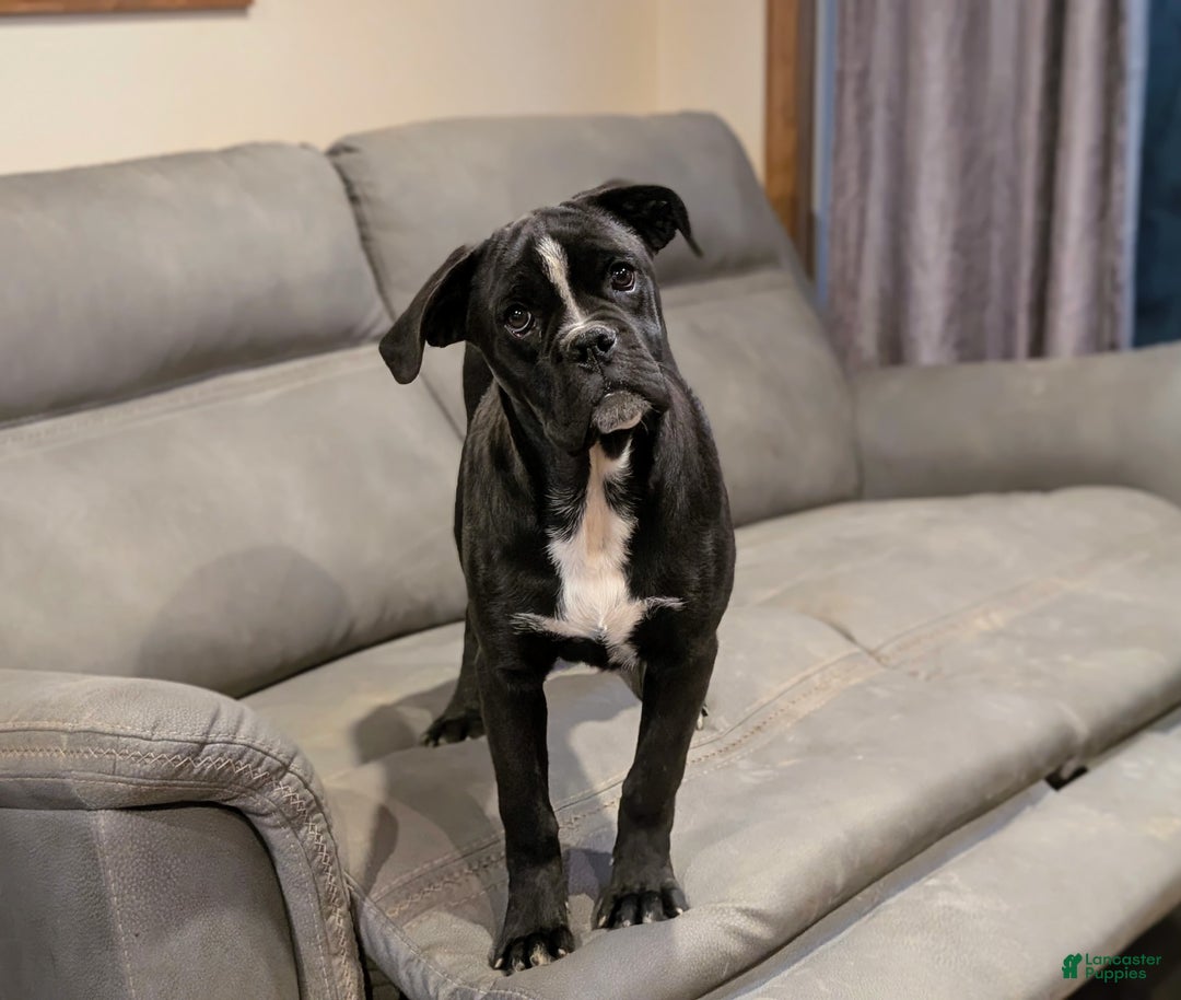 Mixed Breed dogs for sale: Taylor - Ad 3