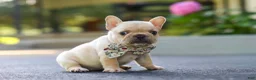 French Bulldog dogs for sale: Kyra - Ad 5