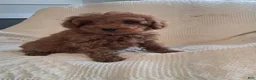 Miniature Poodle dogs for sale: Lucky - Ad 4