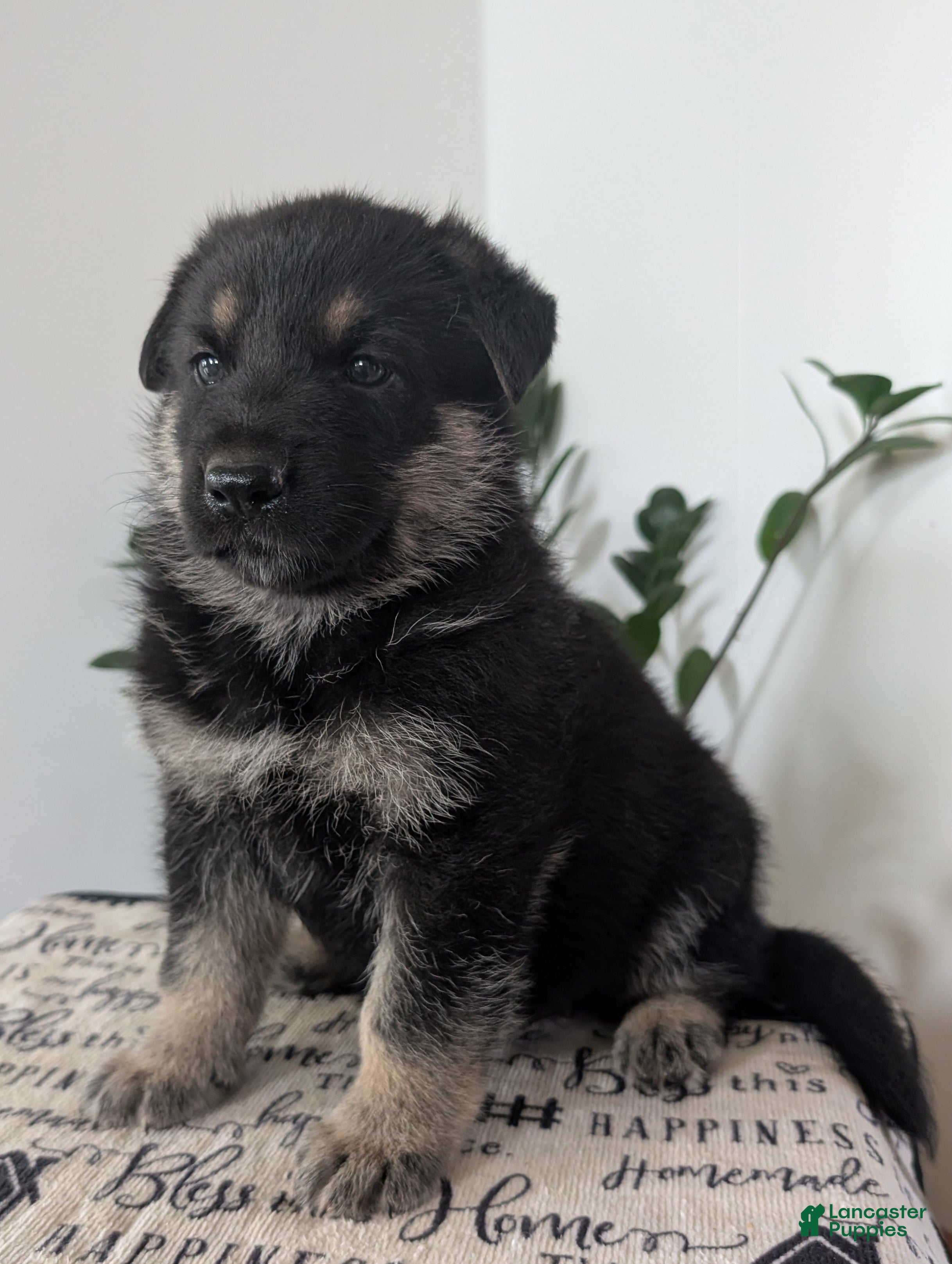 German Shepherd dogs Ben - Ad 2