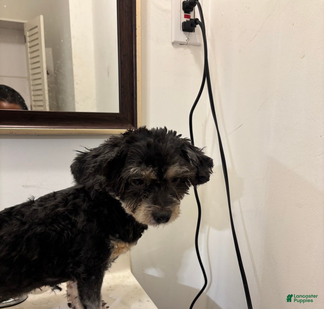 Shorkie dogs for sale: Shorkie Puppy 2 - Ad 2