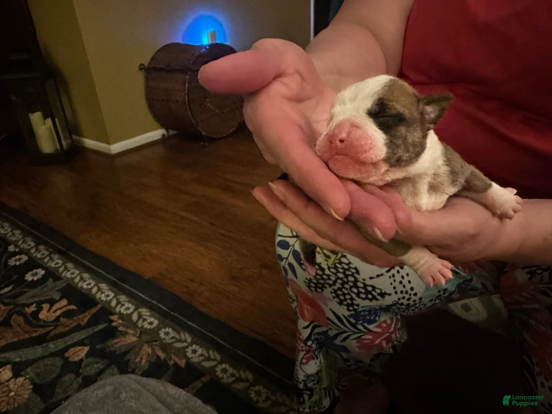 Mixed Breed dogs for sale: English Bulldog Puppy 10 - Ad 4