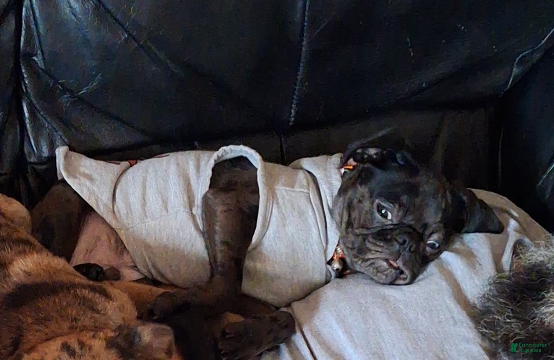 Mixed Breed dogs for sale: Freckles - Ad 3