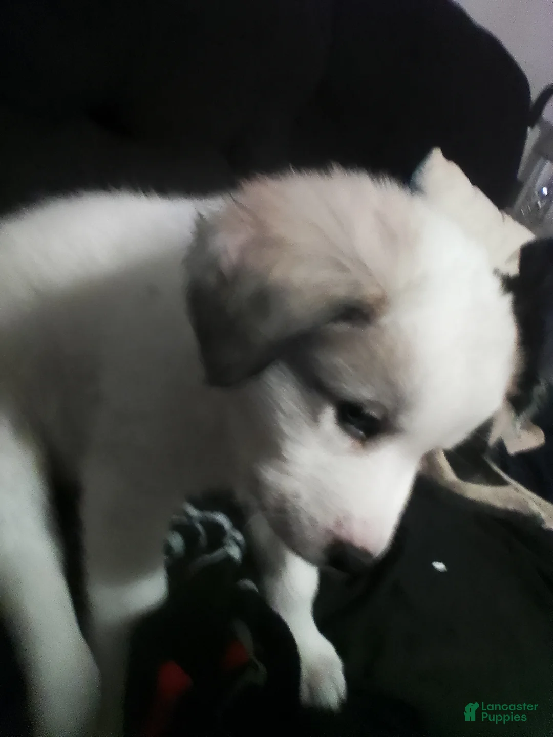 Mixed Breed dogs for sale: Mixed Breed Puppy 1 - Ad 20