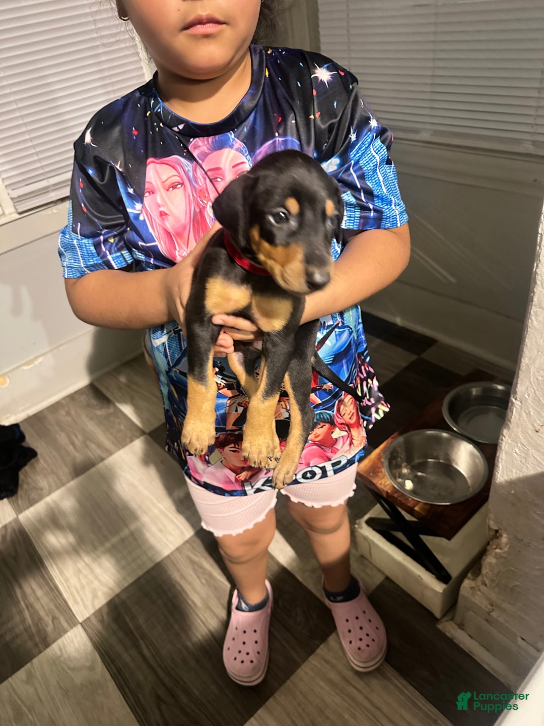 Doberman Pinscher dogs for sale: Doberman Pinscher Puppy 4 - Ad 3