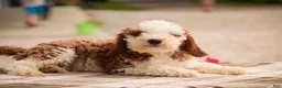 Cavapoo dogs for sale: Larry Cavapoo  - Ad 9