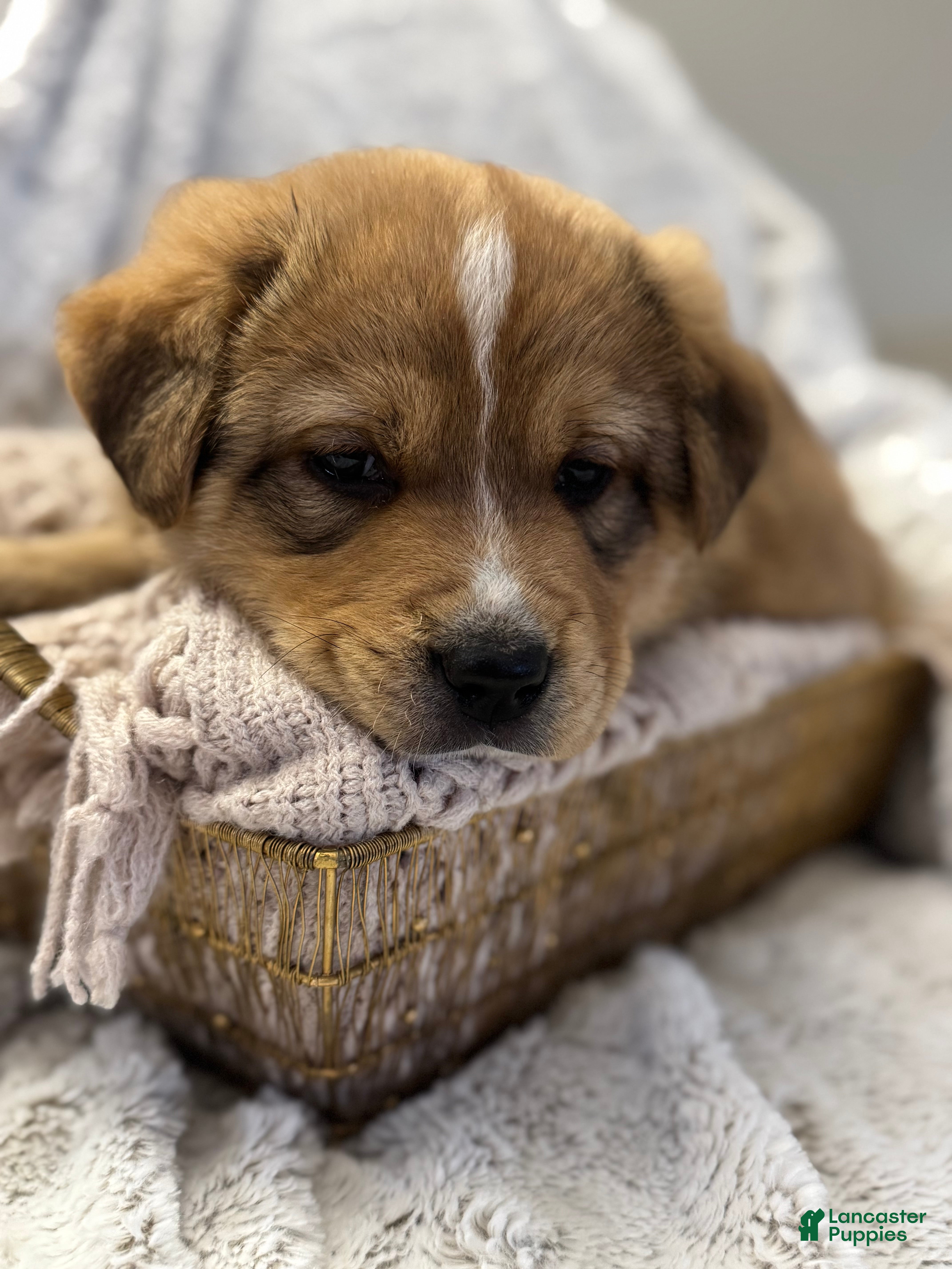 Mixed Breed dogs Frappé  - Ad 1