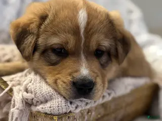 Mixed Breed dogs for sale: Frappé - Ad 3