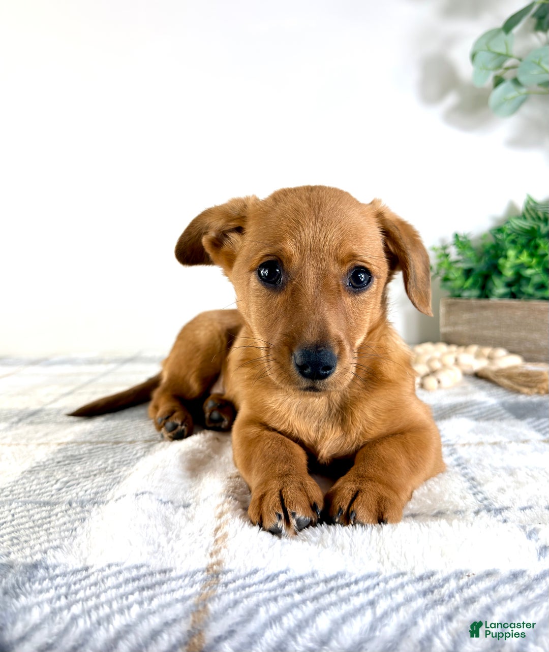 Mixed Breed dogs for sale: Delilah - Ad 2