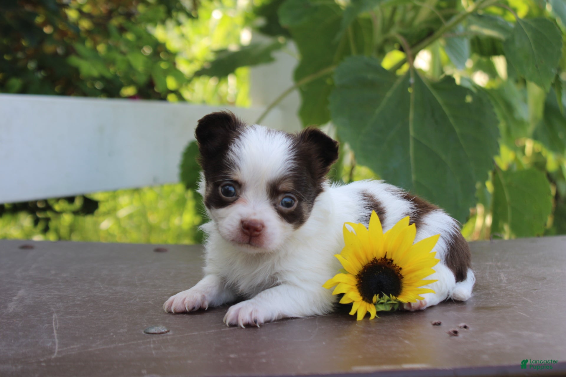 Chihuahua dogs Ardell - Ad 11