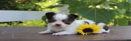 Chihuahua dogs for sale: Ardell - Ad 1