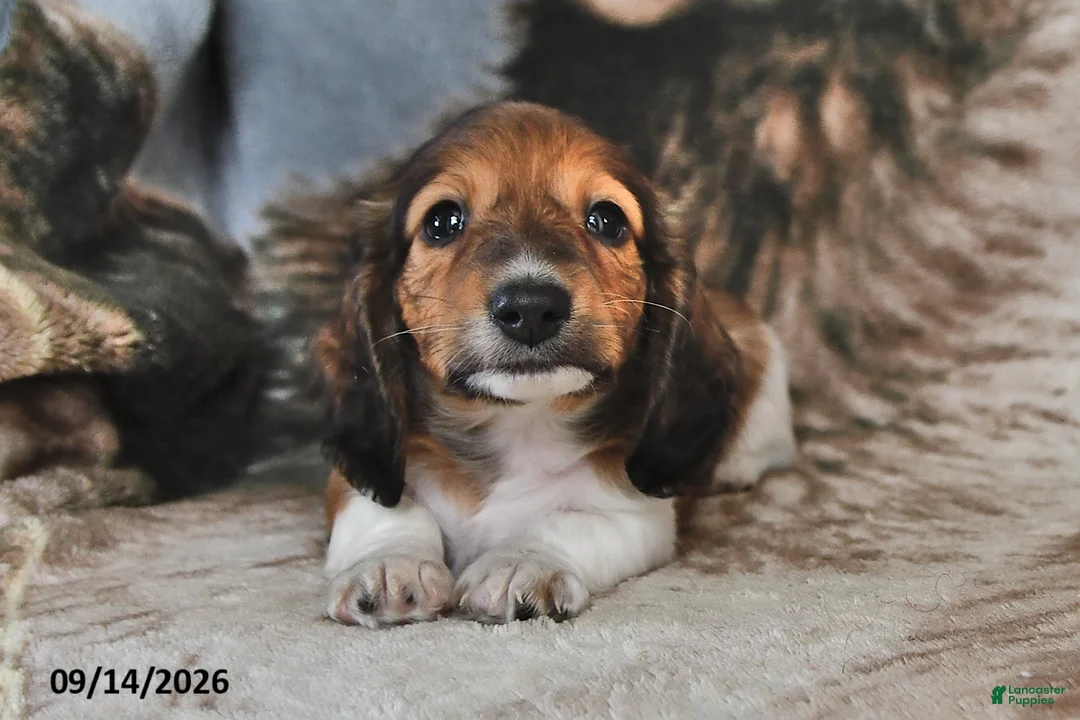 Miniature Dachshund dogs for sale: Teddy - Ad 1