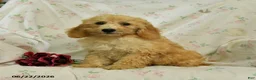 Mini Goldendoodle dogs for sale: Mckenzie - Ad 3