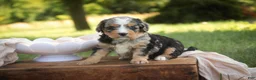Mini Bernedoodle dogs for sale: Misha Mini Bernedoodle  - Ad 5