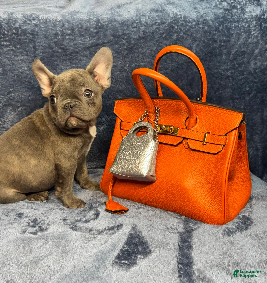 French Bulldog dogs for sale: Baby - Ad 6