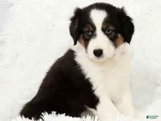 Australian Shepherd dogs Buddy - Ad 1