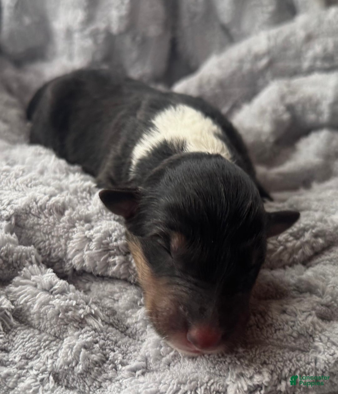 Collie dogs for sale: Silver - Ad 1