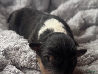 Collie dogs Silver - Ad 14