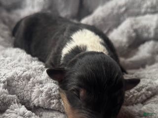 Collie dogs Silver - Ad 38