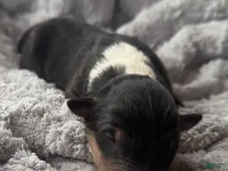 Collie dogs Silver - Ad 25