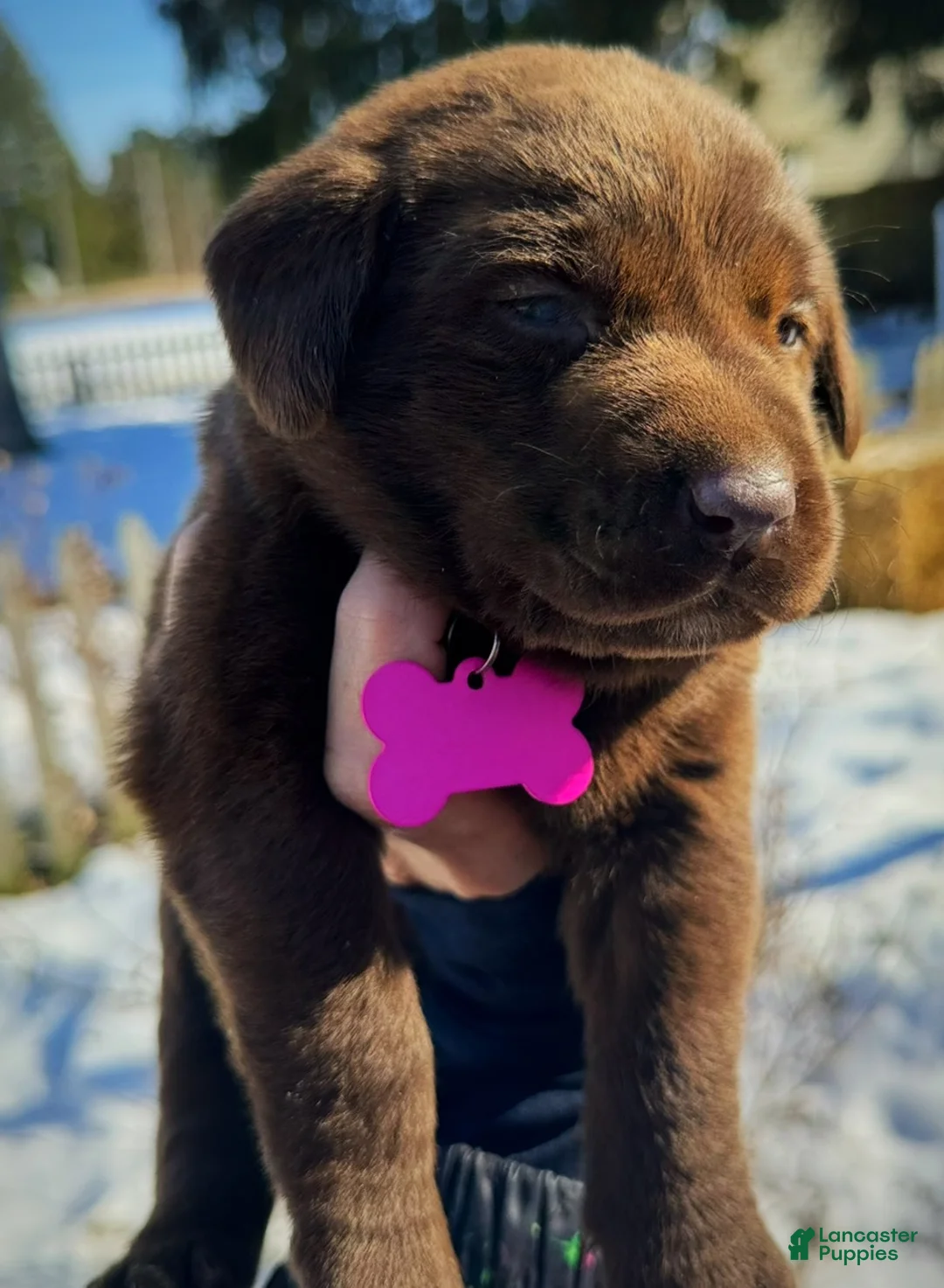 Labrador Retriever dogs for sale: georgann  - Ad 13
