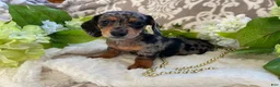 Miniature Dachshund dogs for sale: Elsie - Ad 12
