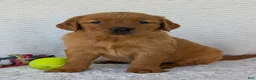 Golden Retriever dogs for sale: Miss Rosie  - Ad 16