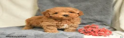 Maltipoo dogs for sale: Snickers - Ad 4