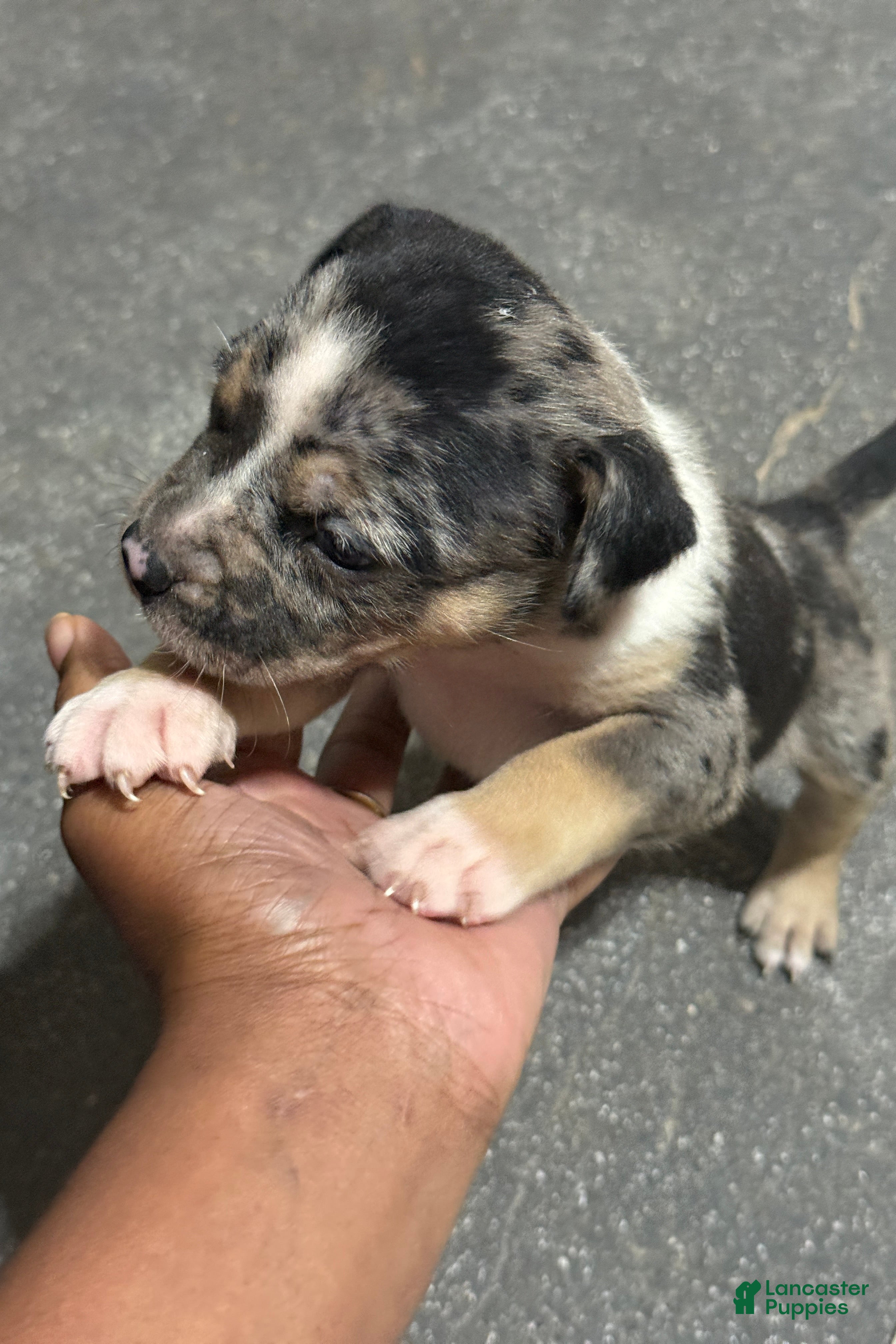 American Bully dogs Saweetie - Ad 2