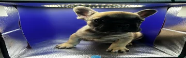 Fawn male 