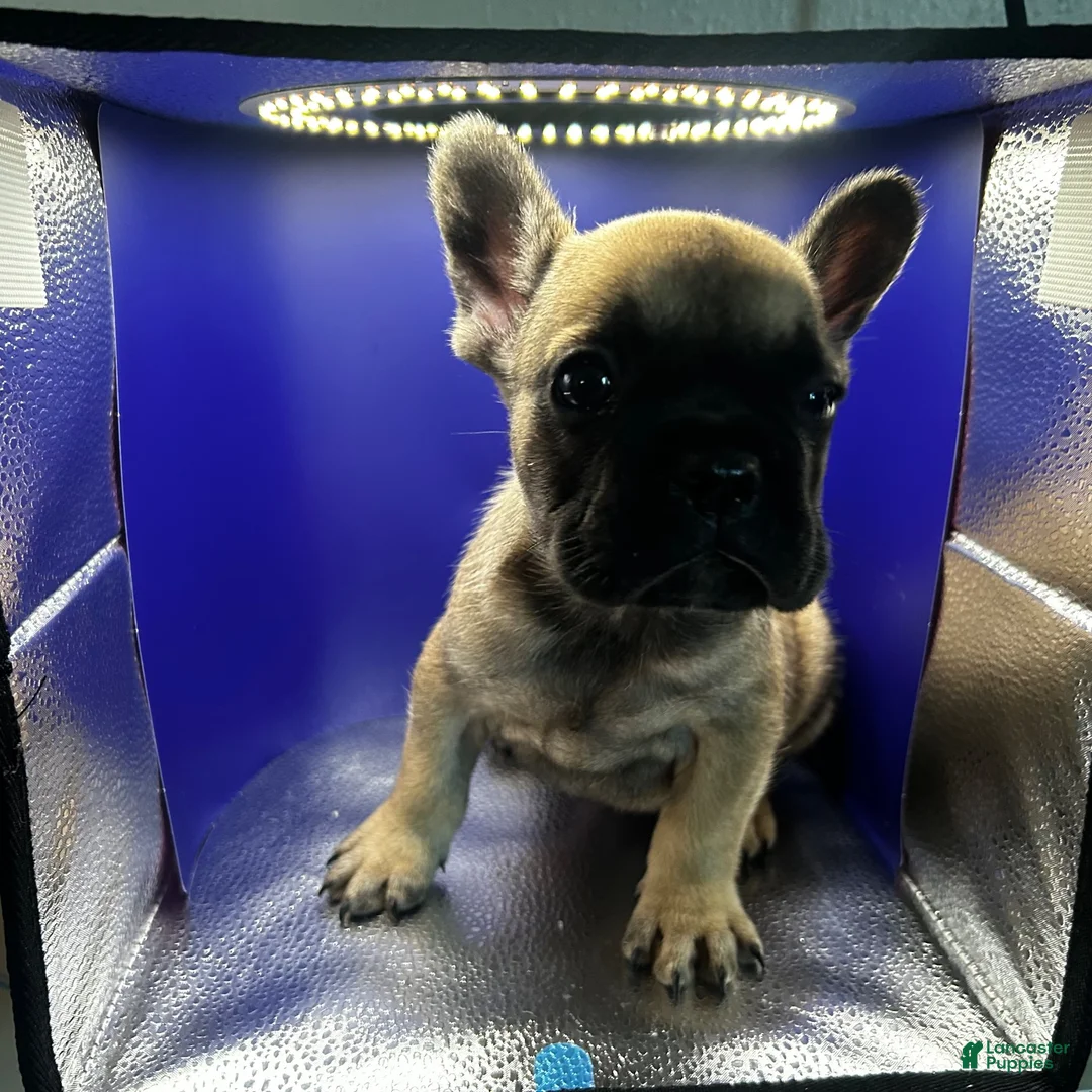 French Bulldog dogs for sale: Fawn male  - Ad 1