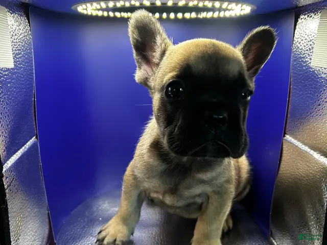 French Bulldog dogs for sale: Fawn male - Ad 25