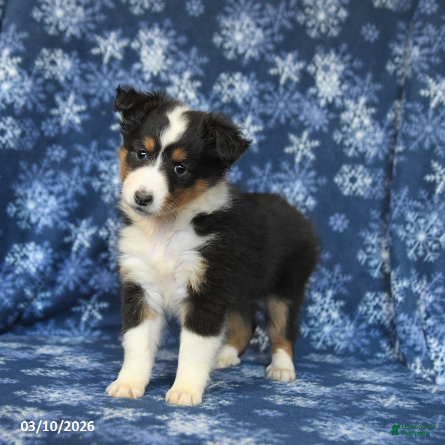 Shetland Sheepdog dogs Penny - Ad 2