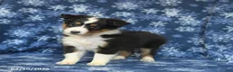 Shetland Sheepdog dogs for sale: Penny - Ad 2