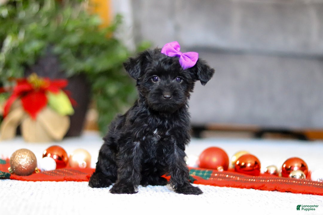 Yorkiepoo dogs for sale: Annie - Ad 3