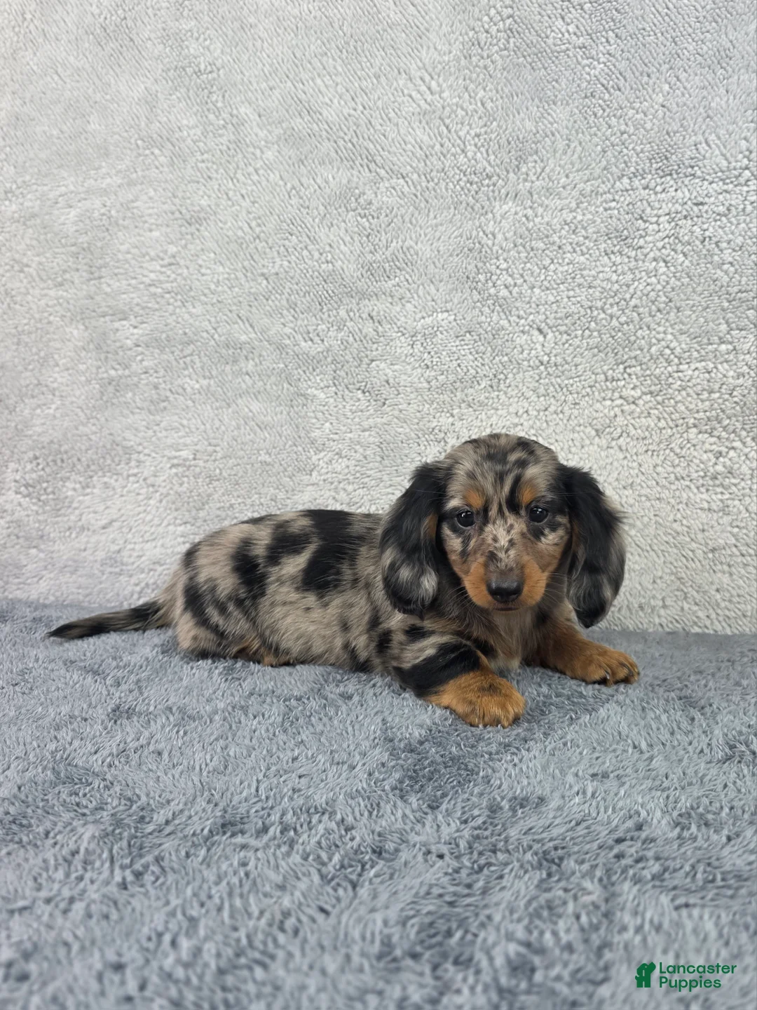 Miniature Dachshund dogs for sale: Pixie - Ad 7