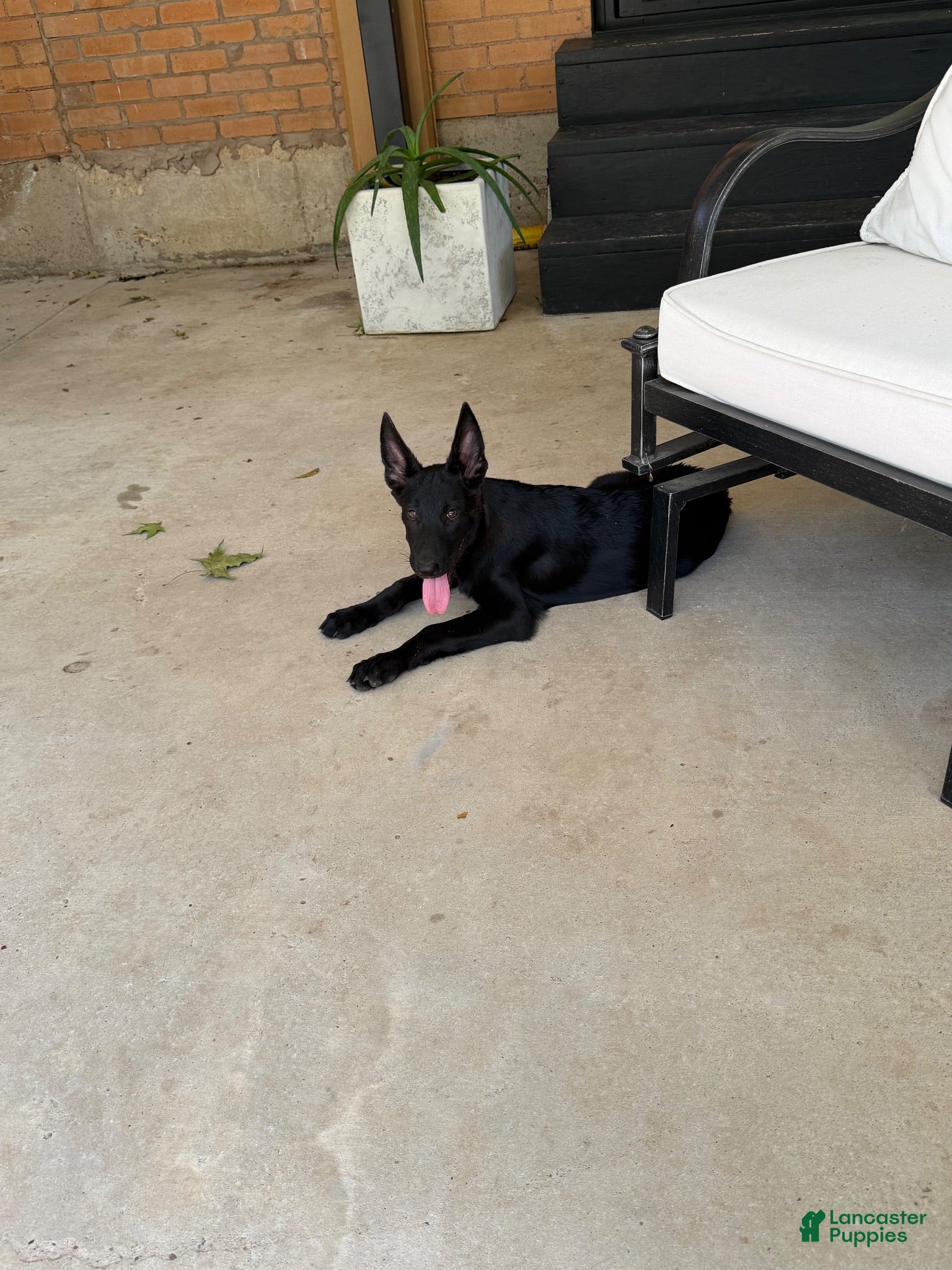 Belgian Malinois dogs Belgian Malinois 1 - Ad 39