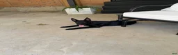 Belgian Malinois dogs for sale: Belgian Malinois 1 - Ad 1