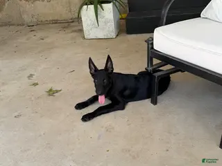 Belgian Malinois dogs Belgian Malinois 1 - Ad 39