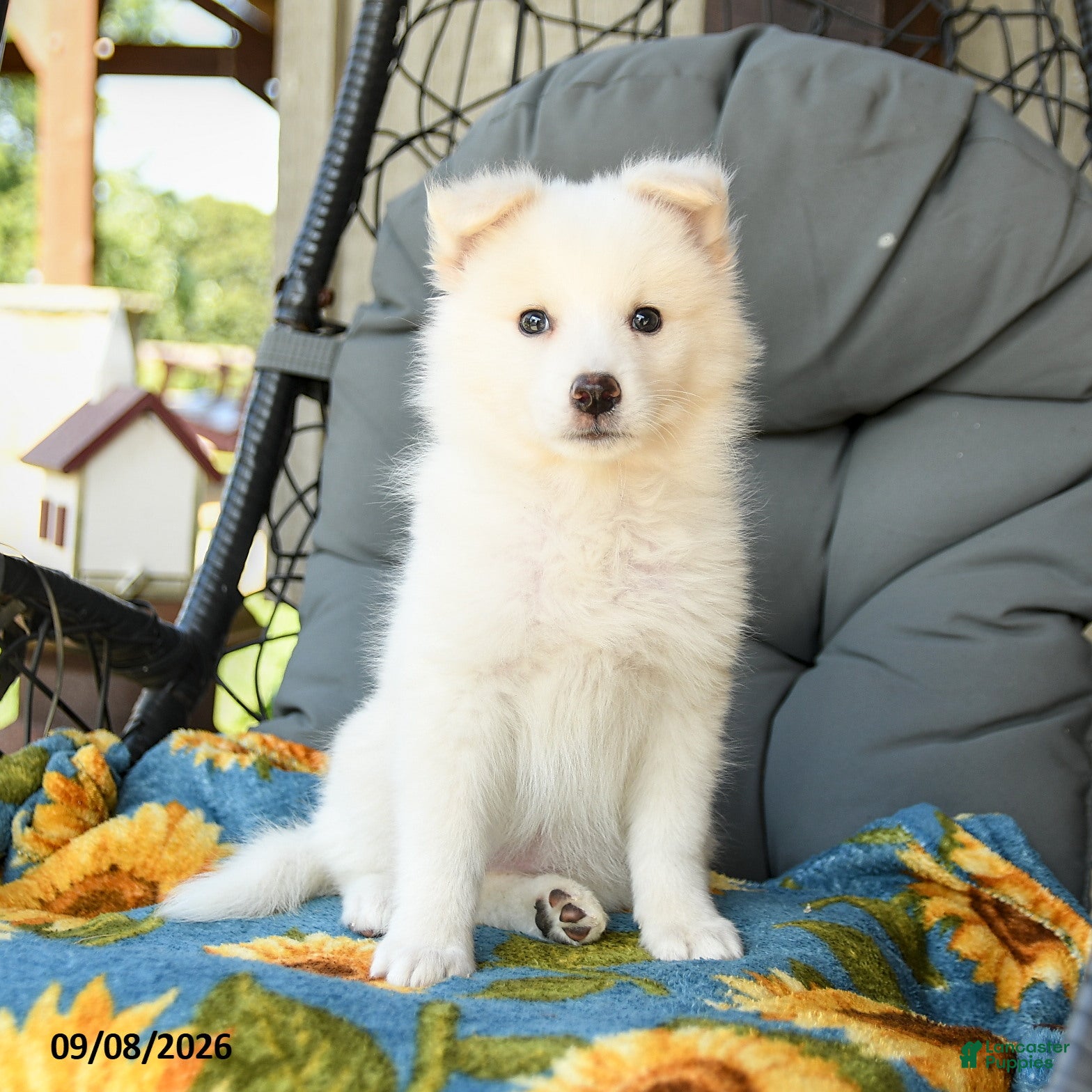 American Eskimo dogs Fawn - Ad 1