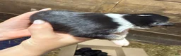 Australian Shepherd dogs for sale: Australian Shepherd 10 - Ad 4