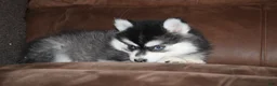 Pomsky dogs for sale: Kate READY NOW  - Ad 4