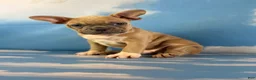 Frenchton dogs for sale: Luigi - Ad 4