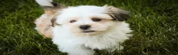 Havanese dogs for sale: Fernando - Ad 5